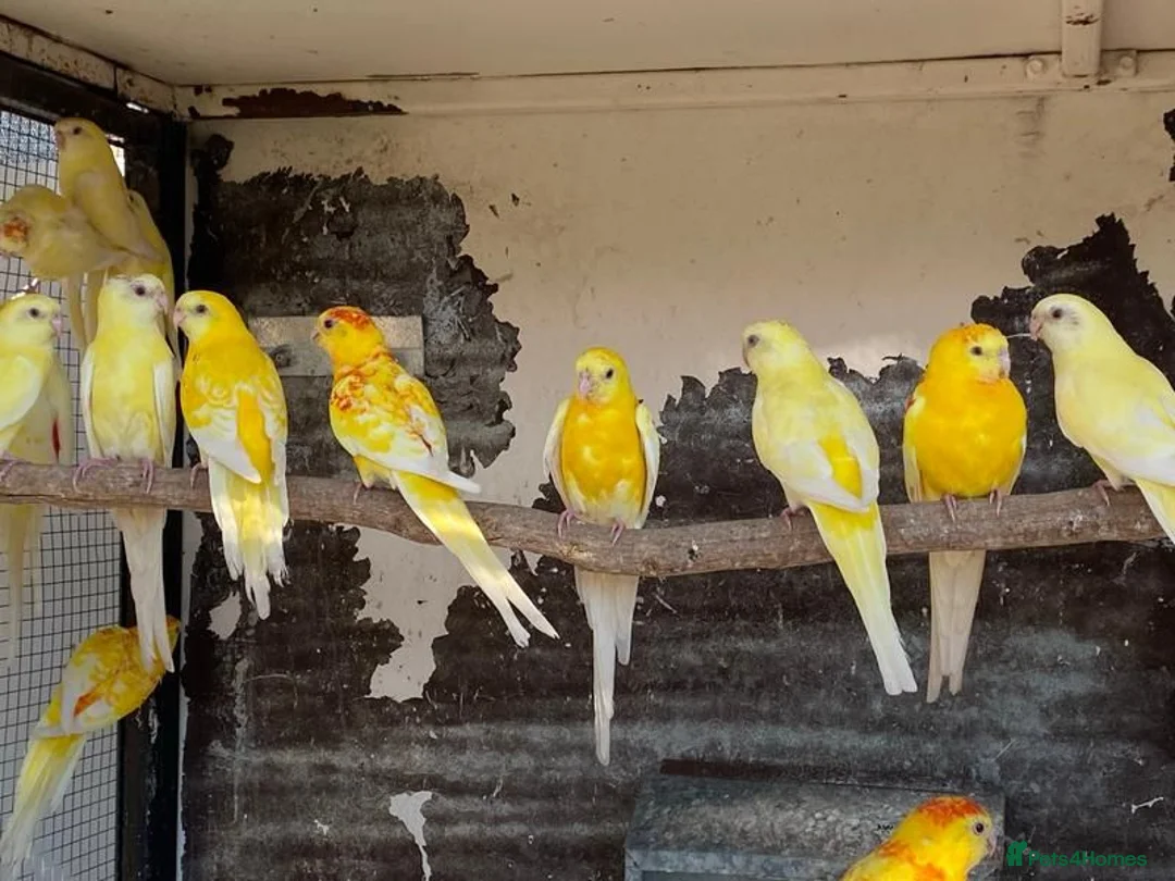 Parrots birds for sale: Quality tamed Red Rump Parrots for sale - Advert 5