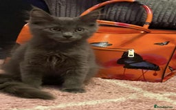 Maine Coon cats for sale: 6 beautiful maine coon kittens - Image 1