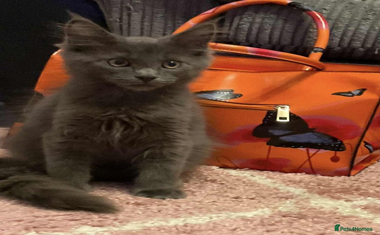 Maine Coon cats - Advert 5