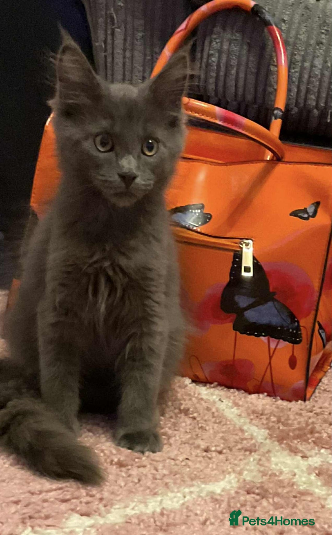 Maine Coon cats for sale: 6 beautiful maine coon kittens - Image 1