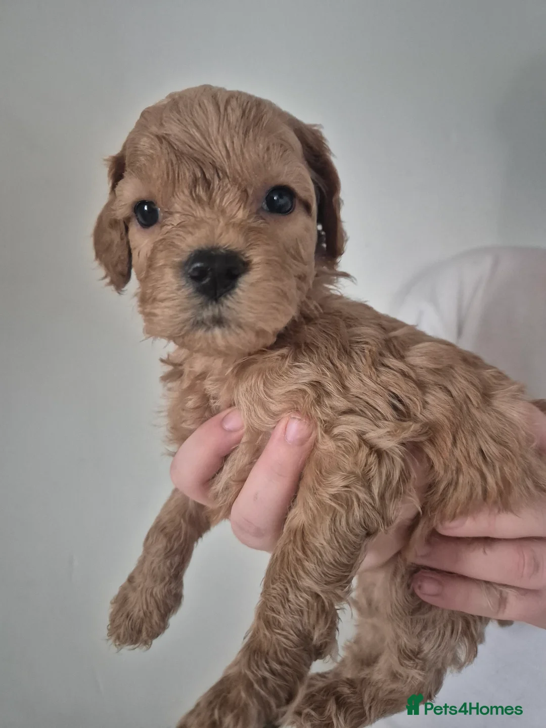 Cockapoo dogs for sale: Cockapoo puppies - Advert 1