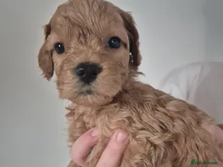 Cockapoo dogs Cockapoo puppies - Advert 18