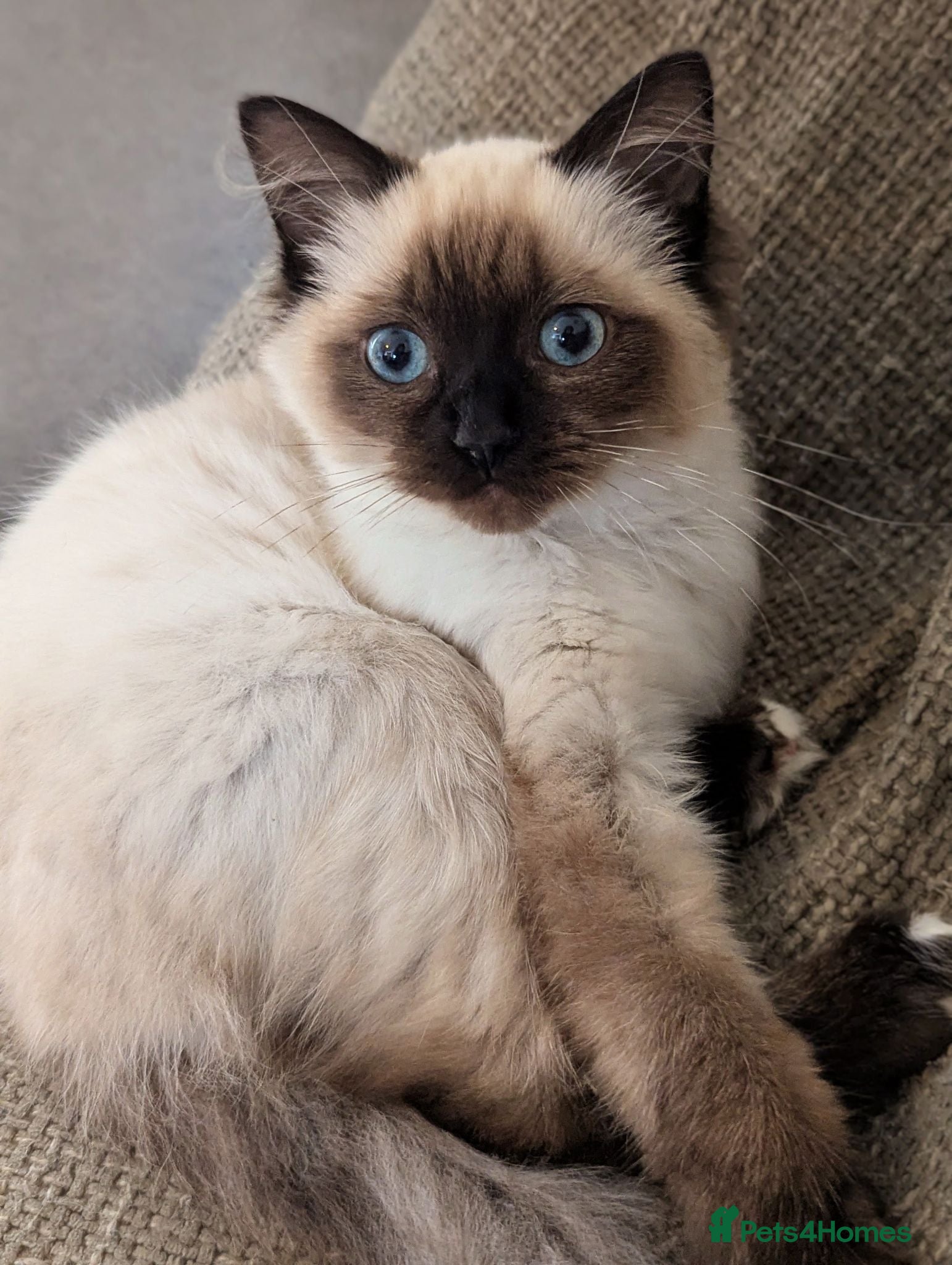 Ragdoll cats 💖💖💖READY TO LEAVE.seal mitted ragdoll💖💖💖 - Advert 17