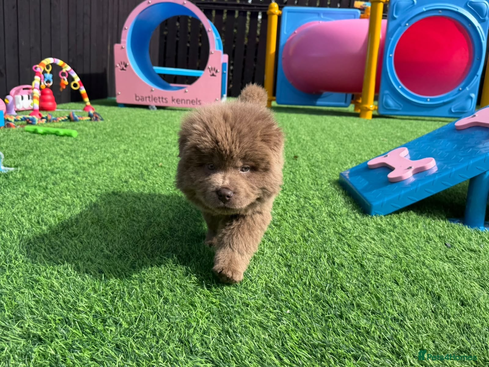 Chow Chow dogs Exotic colour pure chow chow puppies for sale  - Advert 2