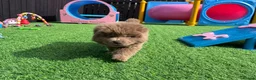 Chow Chow dogs for sale: Exotic colour pure chow chow puppies for sale  - Advert 2