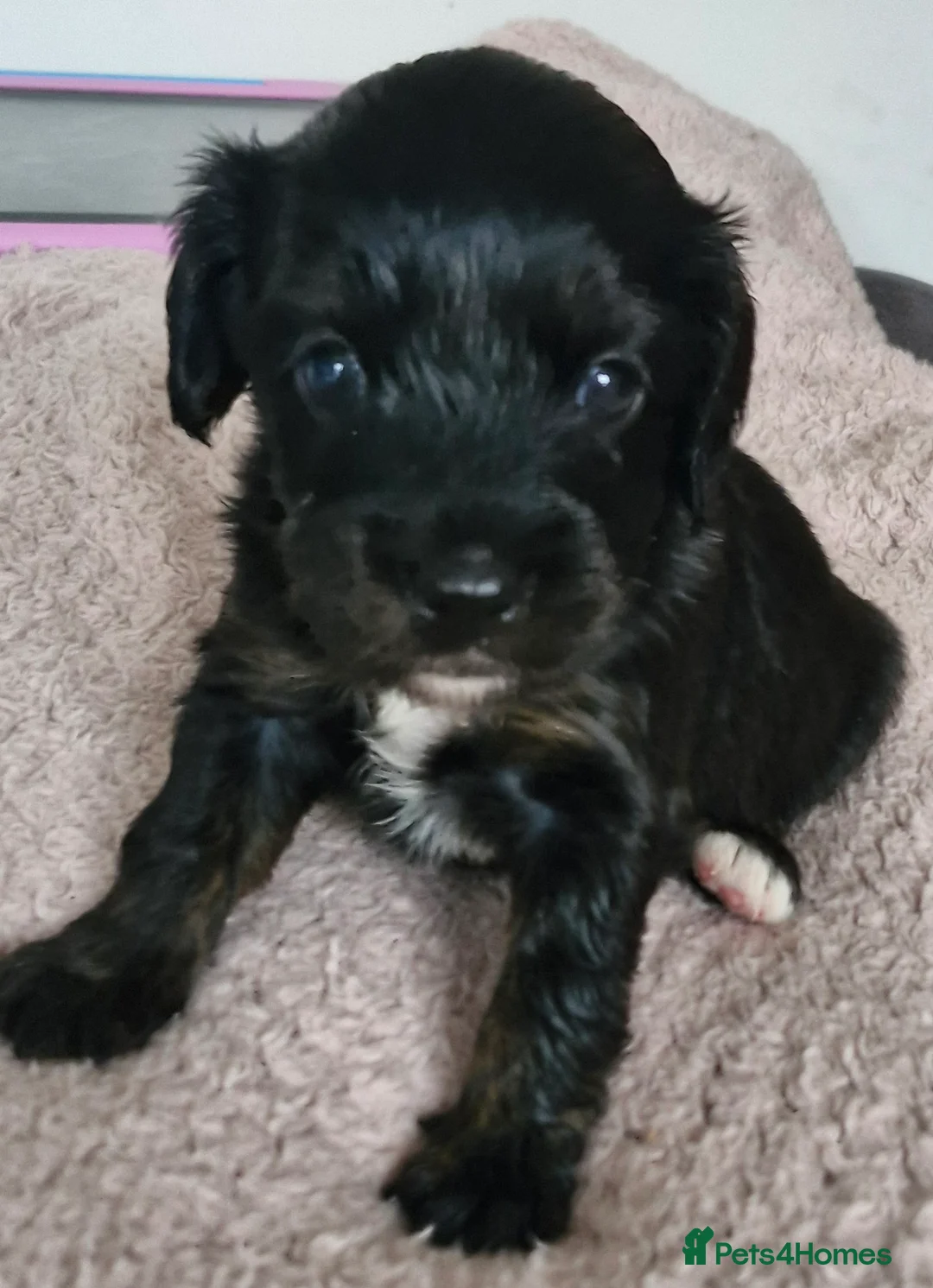 Mixed Breed dogs for sale: Stunning cavapoo x cockapoo litter just born! - Advert 11