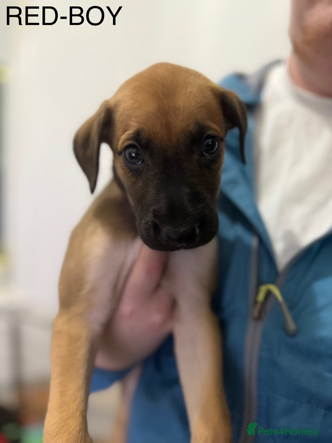 Lurcher dogs for sale: Saluki Bull Greyhound Puppies  - Advert 12