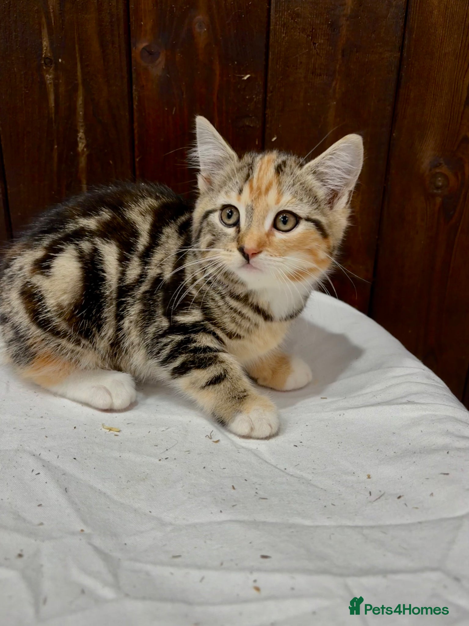 Mixed Breed cats for sale: BEAUTIFUL PART SIBERIAN TIGER STRIPED BABIES  - Advert 12