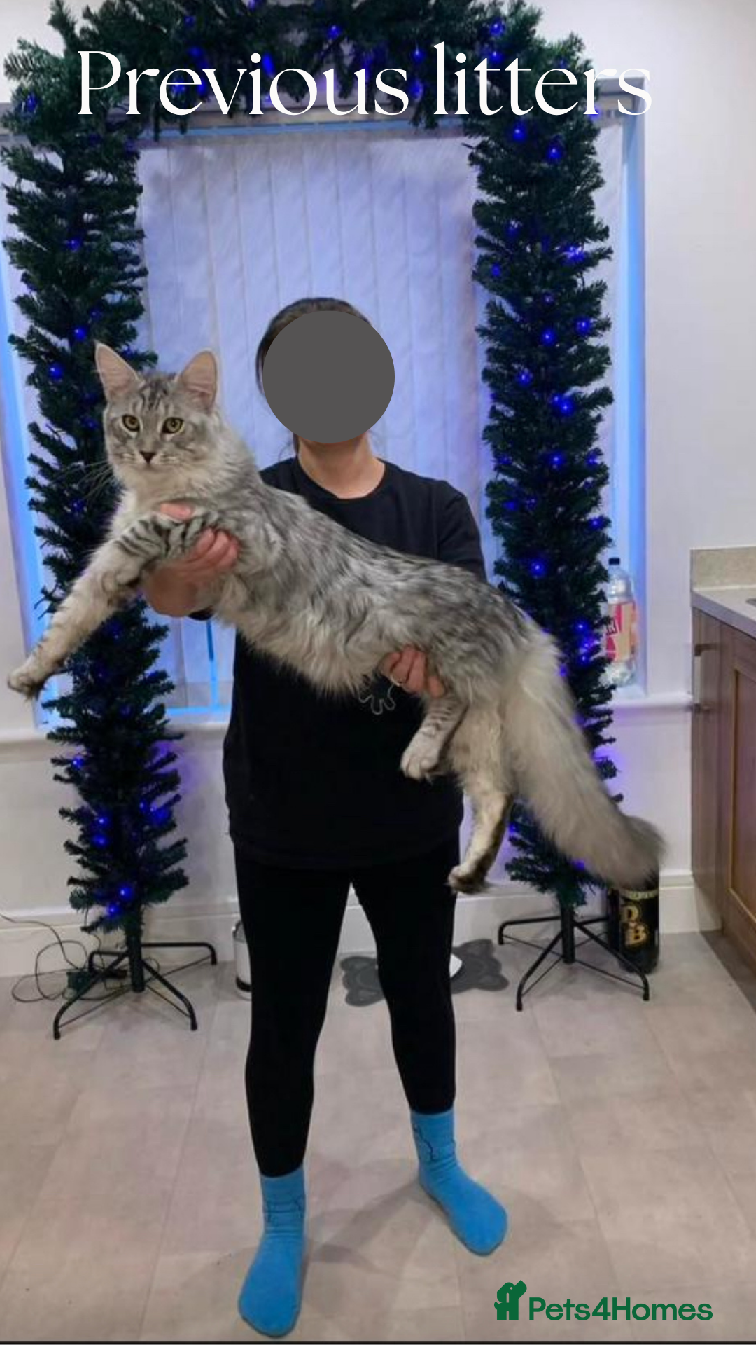 Maine Coon cats for sale: Pure brew fluffy mainecoon kittens  - Image 12