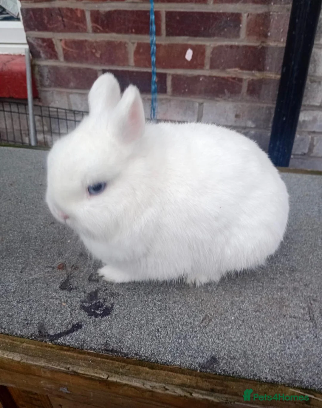 Netherland Dwarf rabbits for sale: Netherland dwarf rabbits  - Advert 2