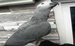 Budgerigars birds for sale: Playful BABY GREY!  - Image 4