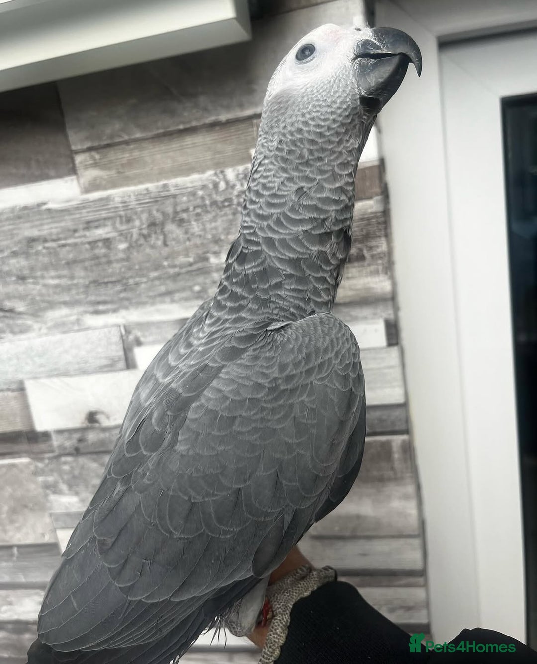 Budgerigars birds for sale: Playful BABY GREY!  - Image 4