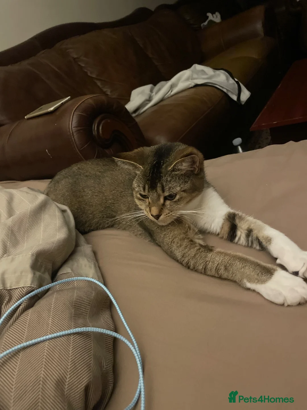 Mixed Breed cats for sale: Amazing mixed breed kittens - Advert 2