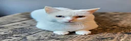 Munchkin cats for sale: Exceptional Quality & Extremely Rare Minuets - Advert 18