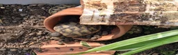 Hermann Tortoise reptiles for sale: Last 2, Hermann tortoises, UK bred. - Advert 1