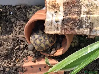 Hermann Tortoise reptiles Baby tortoises for sale, U.K bred. - Advert 2