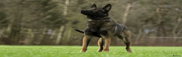 Belgian Shepherd Dog dogs for sale: Female Belgian Malinoi For Sale - Advert 4