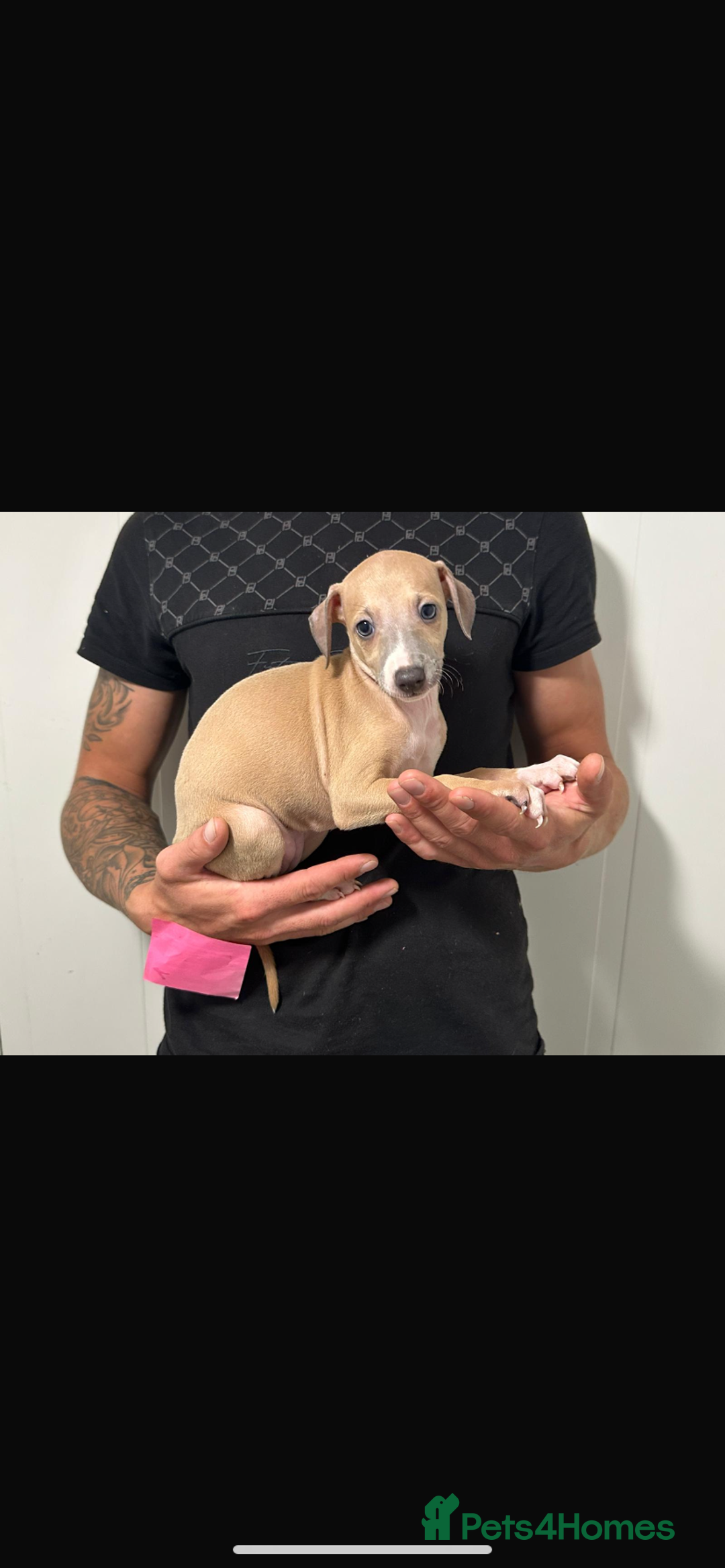 Italian Greyhound dogs for sale: Kc registered Italian greyhound puppies - Image 6