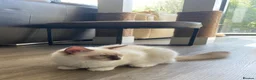 Ragdoll cats for sale: 2 Extra Chunky Boys Left! TICA REGISTERED RAGDOLLS - Advert 14