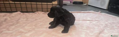 Cockapoo 4