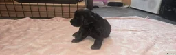 Cockapoo dogs for sale: Cockapoo Puppies  - Advert 11
