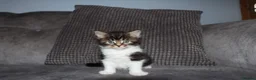 Maine Coon cats for sale: Gorgeous maine coon cross kittens - Advert 22