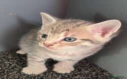 Egyptian Mau cats for sale: Egyptian mau x - Image 8