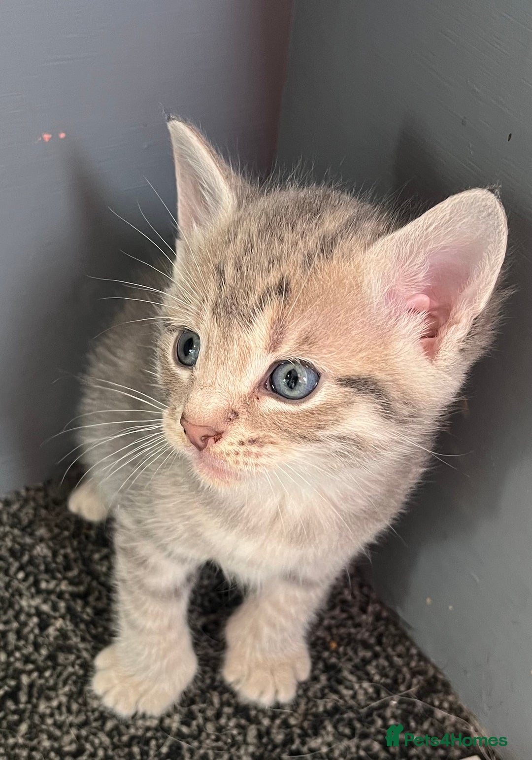 Egyptian Mau cats for sale: Egyptian mau x - Image 8