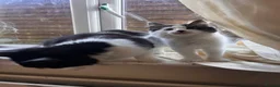 Domestic Shorthair cats for sale: Female Kitten in Telford - Advert 3