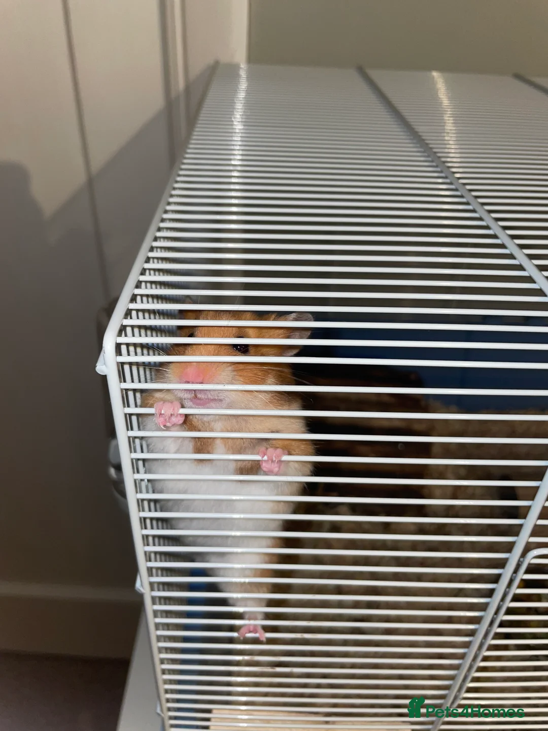 Hamster rodents for sale: Syrian hamster  in Ruislip - Advert 2