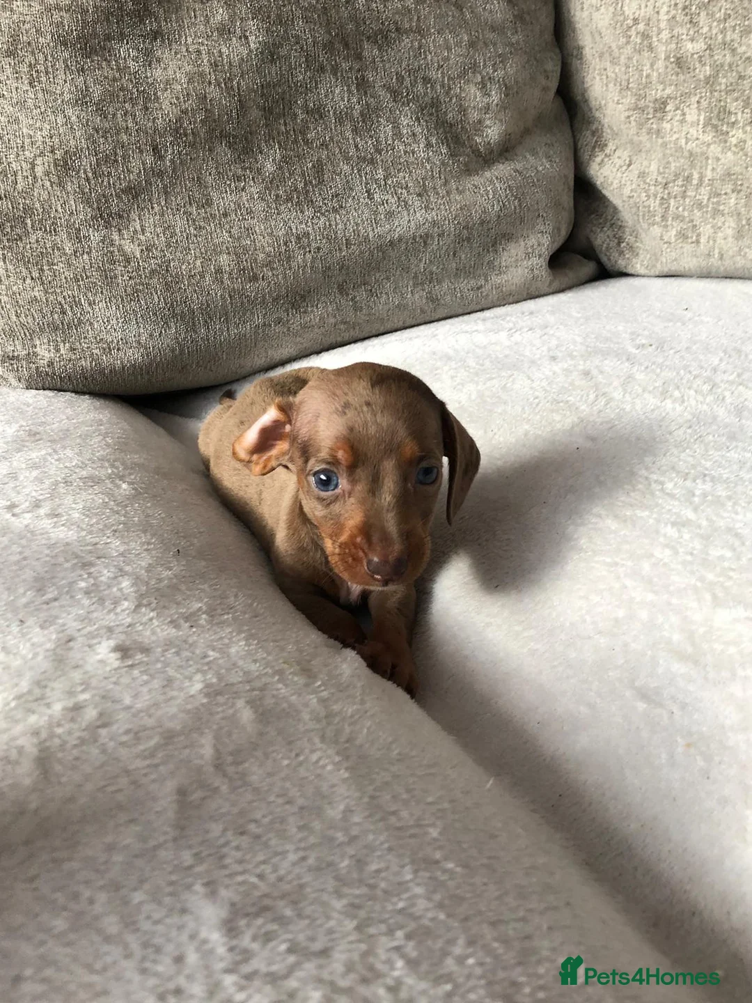 Miniature Dachshund dogs for sale: Miniature dachshund puppies  - Advert 14