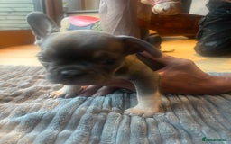 French Bulldog dogs for sale: French bull dog puppies  - Image 10