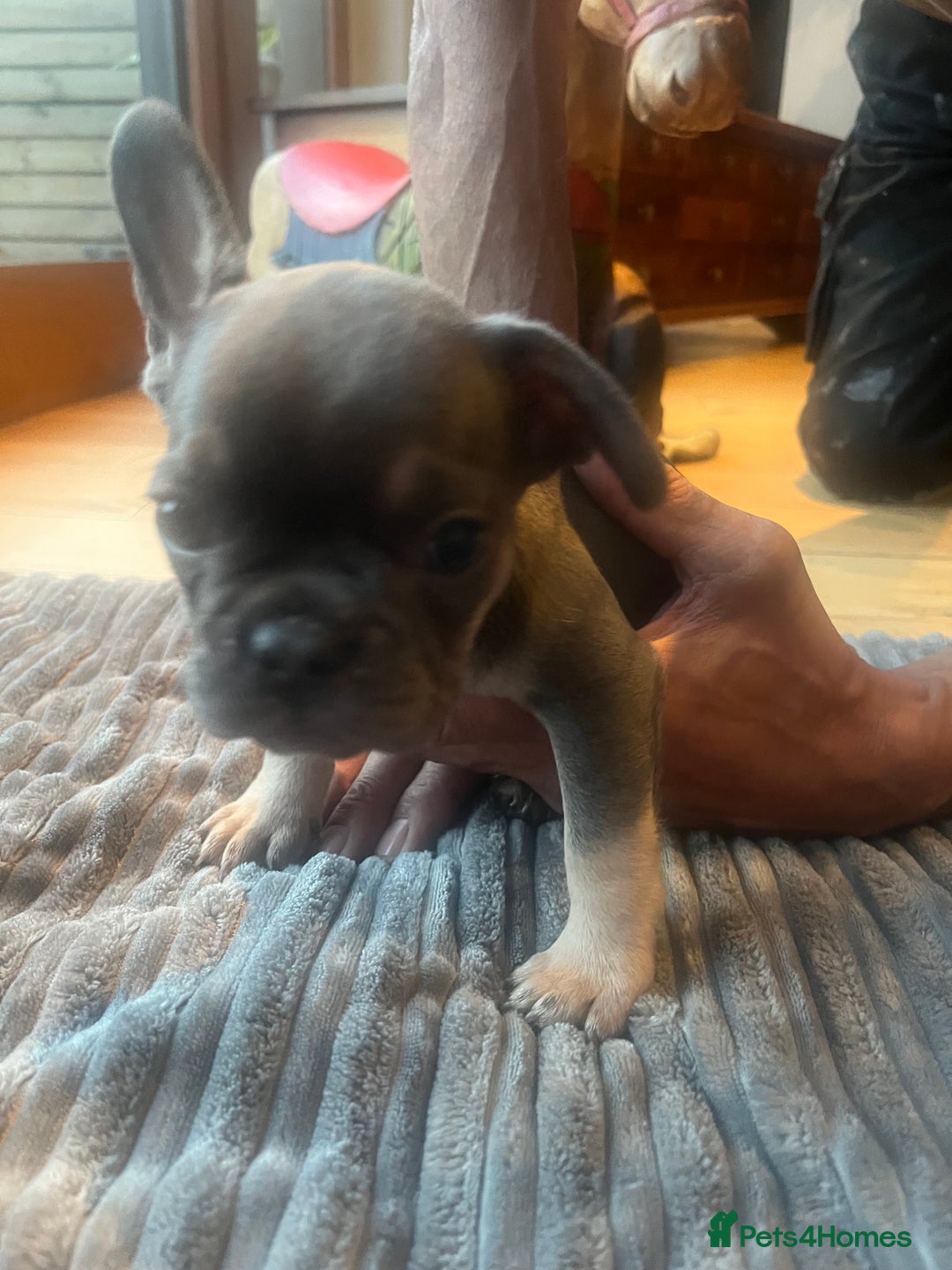 French Bulldog dogs for sale: French bull dog puppies  - Image 10