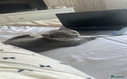 British Shorthair cats for sale: British Shorthair Male Kitten for Sale - Image 6