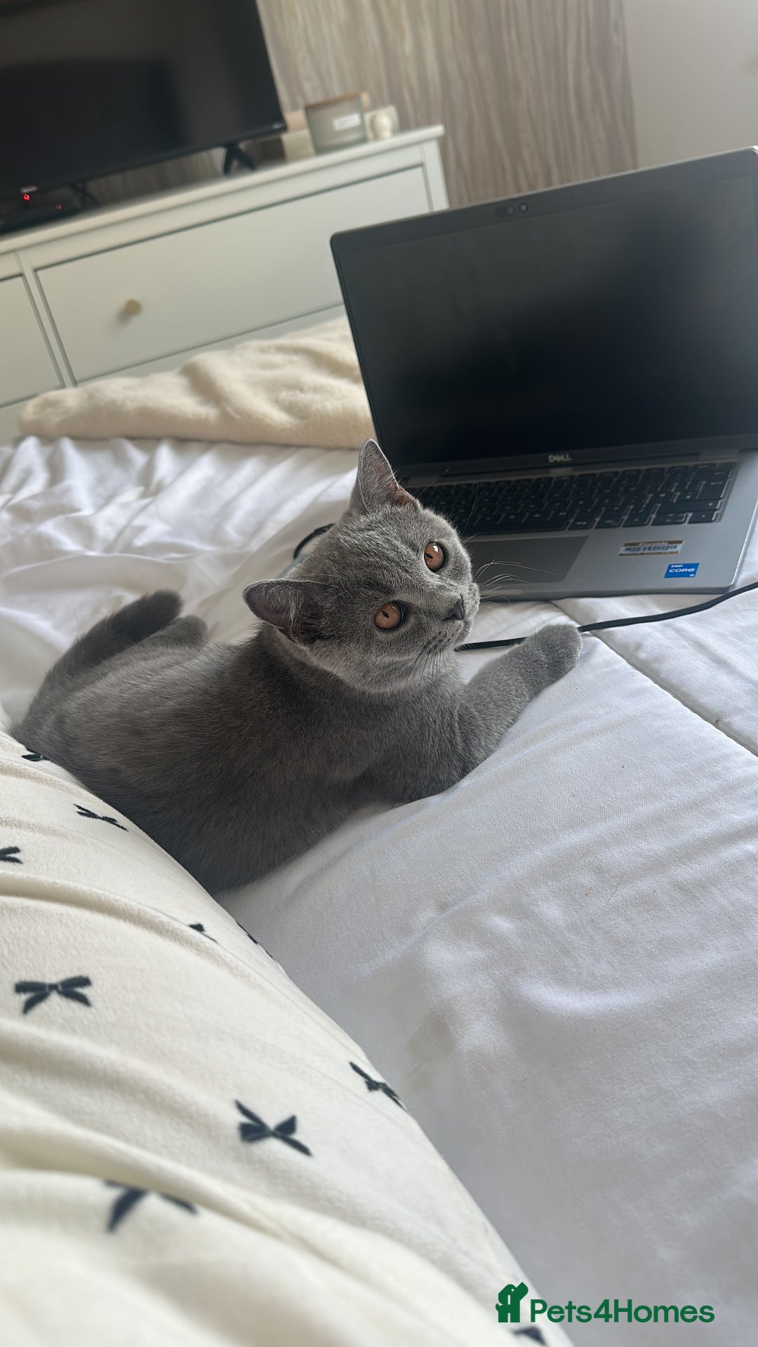 British Shorthair cats for sale: British Shorthair Male Kitten for Sale - Image 6