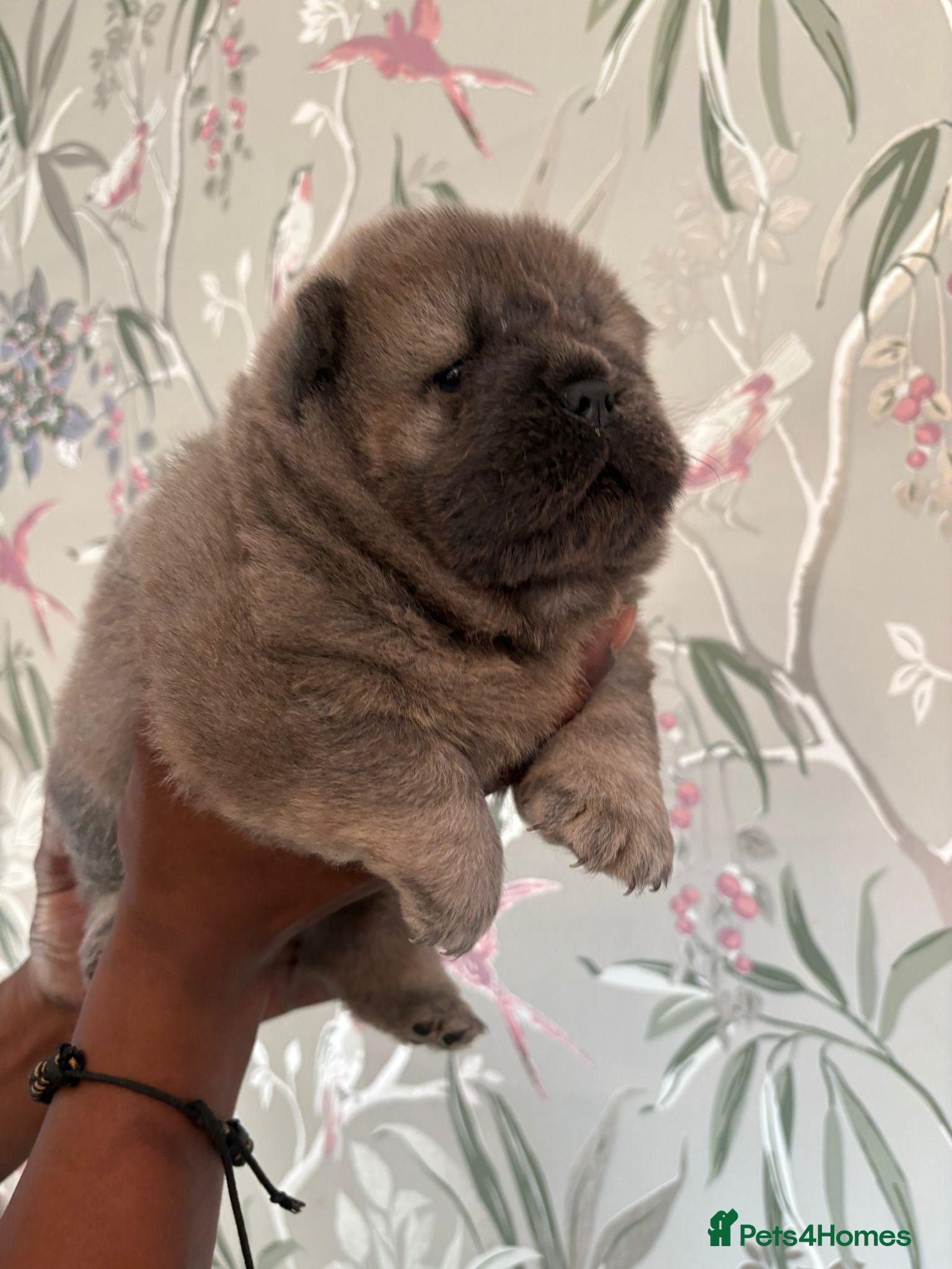 Chow Chow dogs 🧸🐾 Beautiful Chow Chow puppies 🐾🧸 - Advert 1
