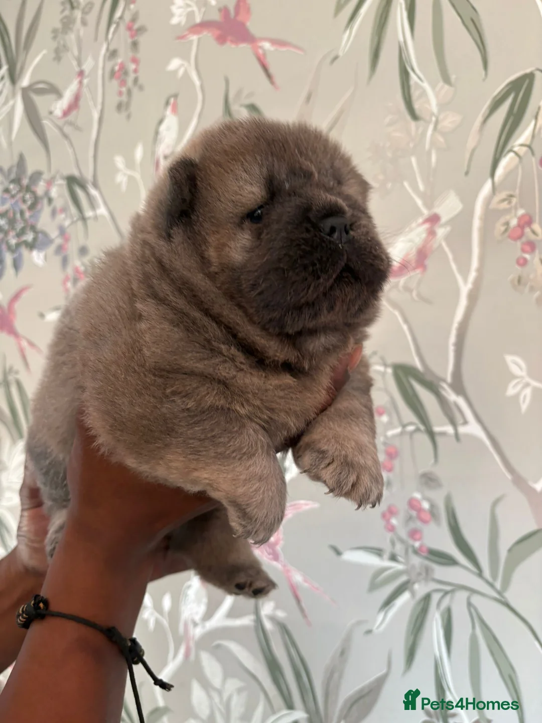 Chow Chow dogs for sale: 🧸🐾 Beautiful Chow Chow puppies 🐾🧸 - Advert 1