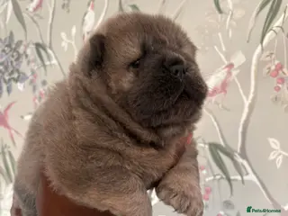 Chow Chow dogs 🧸🐾 Beautiful Chow Chow puppies 🐾🧸 - Advert 1