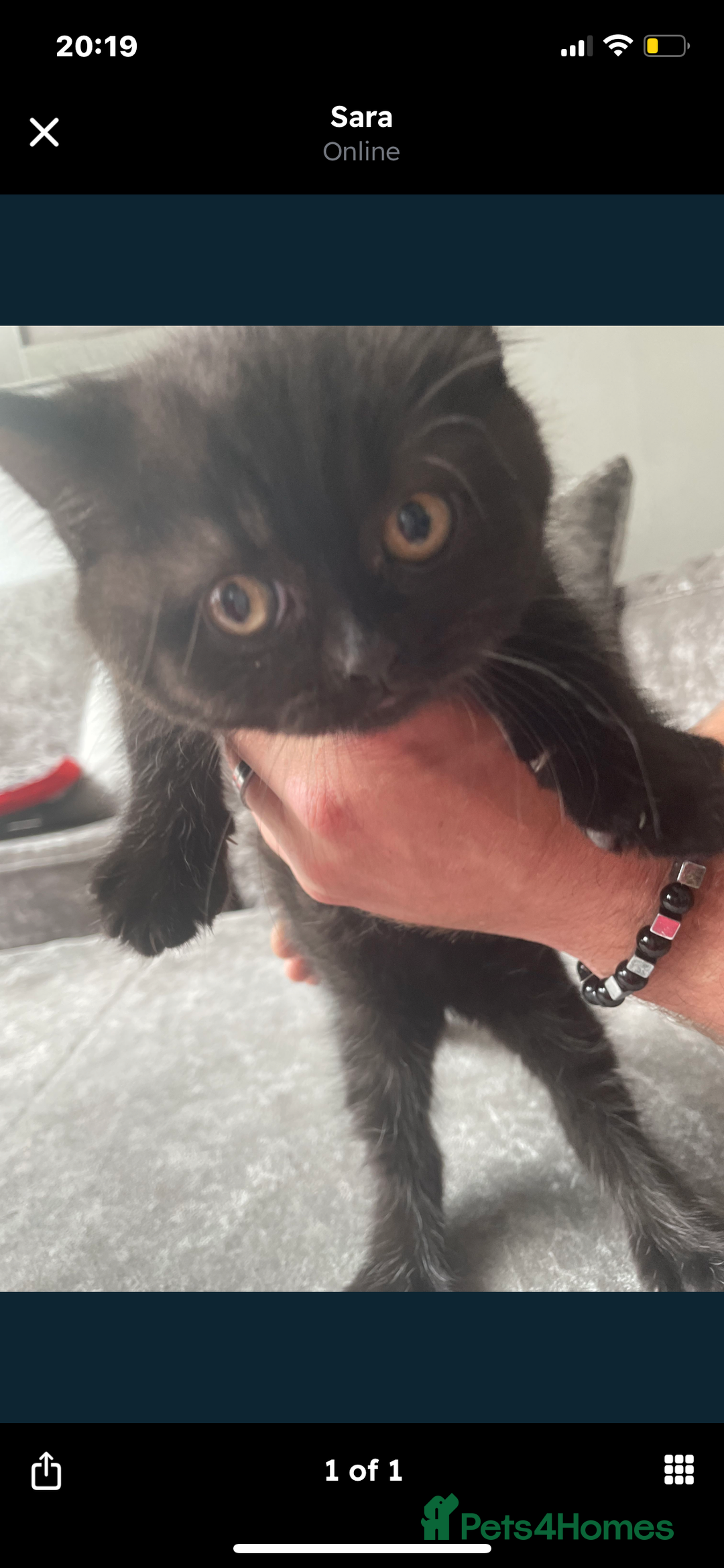 British Shorthair cats for sale: Gorgeous British short haired black - Image 2