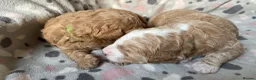 Australian Labradoodle dogs for sale: Australian Labradoodle Puppies for sale - Advert 10