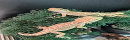 Bearded Dragon reptiles for sale: Hand tame - Advert 11