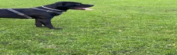 Cane Corso dogs for sale: X4 female cane corso  - Advert 14