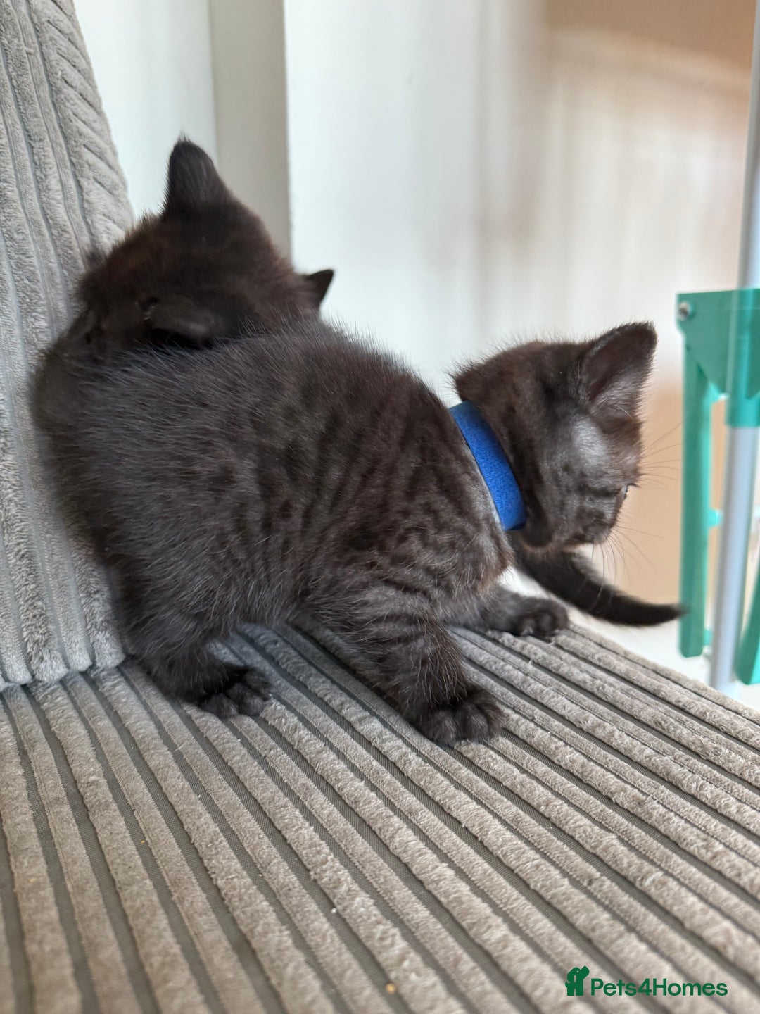 British Shorthair cats for sale: British shorthair kittens  - Image 8