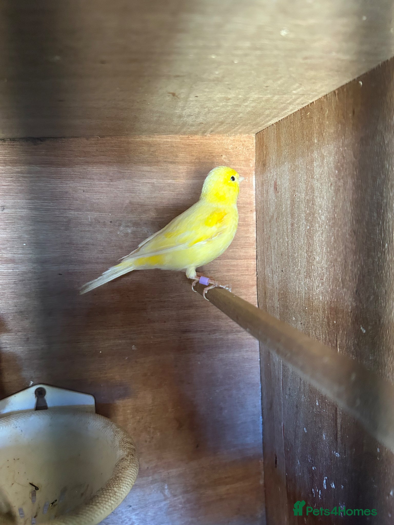 Canaries birds Male Canary - Advert 7