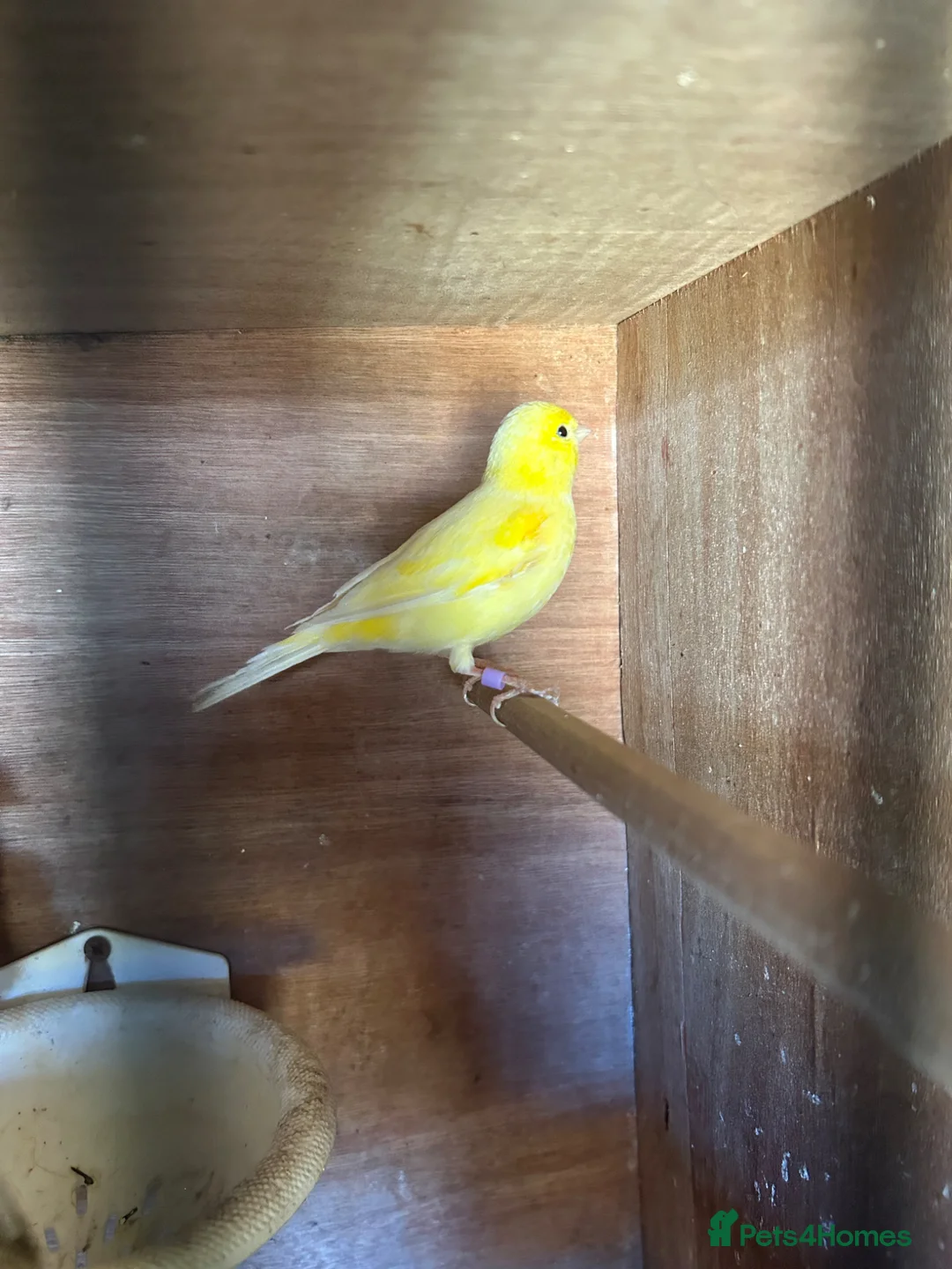 Canaries birds for sale: Male Canary - Advert 1