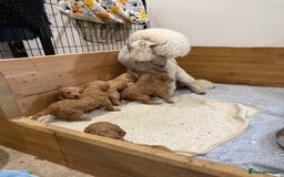 Irish Doodle dogs for sale: 6 beautiful F1b Irish Doodle puppies ❤️🐶 - Image 25