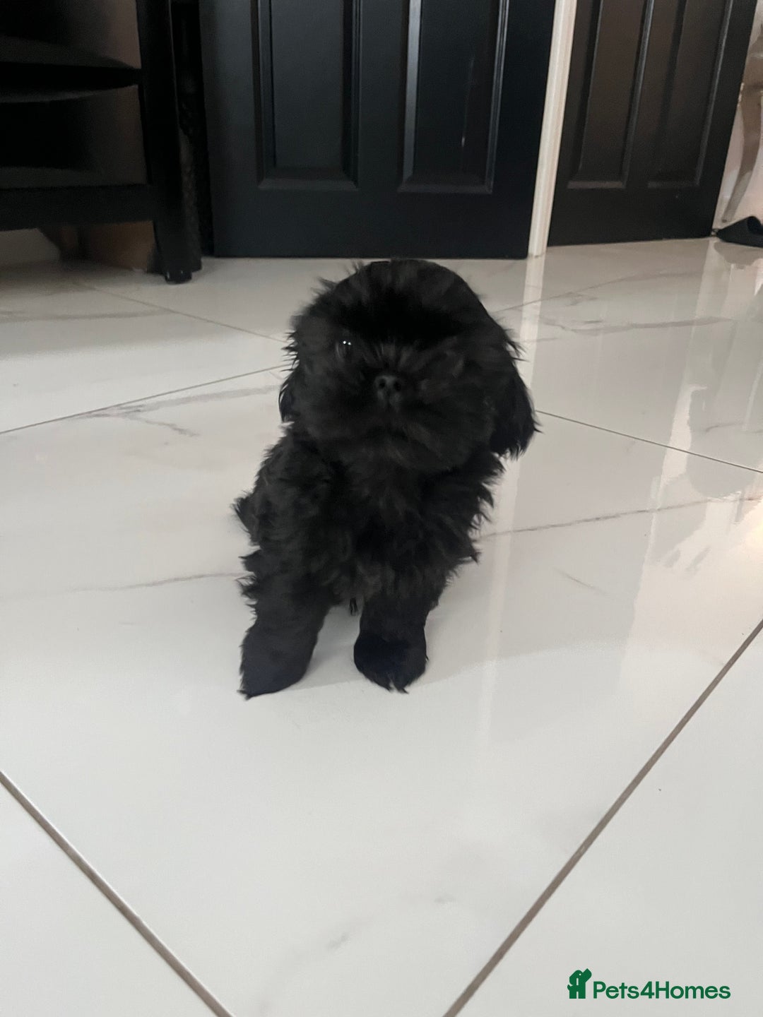 Shih Tzu dogs for sale: Rare solid black imperial Shih Tzu  - Advert 1