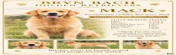 Golden Retriever dogs for stud: Exceptional Proven Stud - Advert 2
