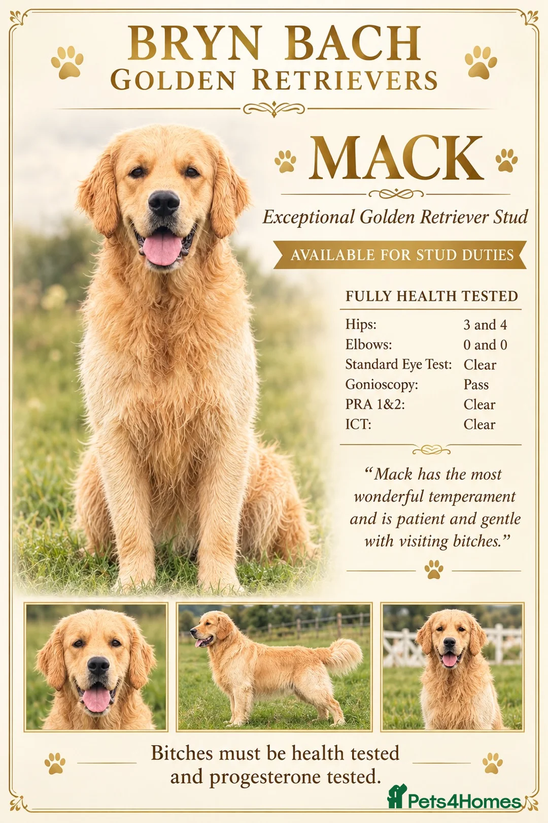 Golden Retriever dogs for stud: Exceptional Proven Stud - Advert 2
