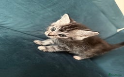Mixed Breed cats for sale: Savannah cross British shorthair kittens  - Image 1